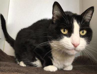 Adopt a Friend: Bella
